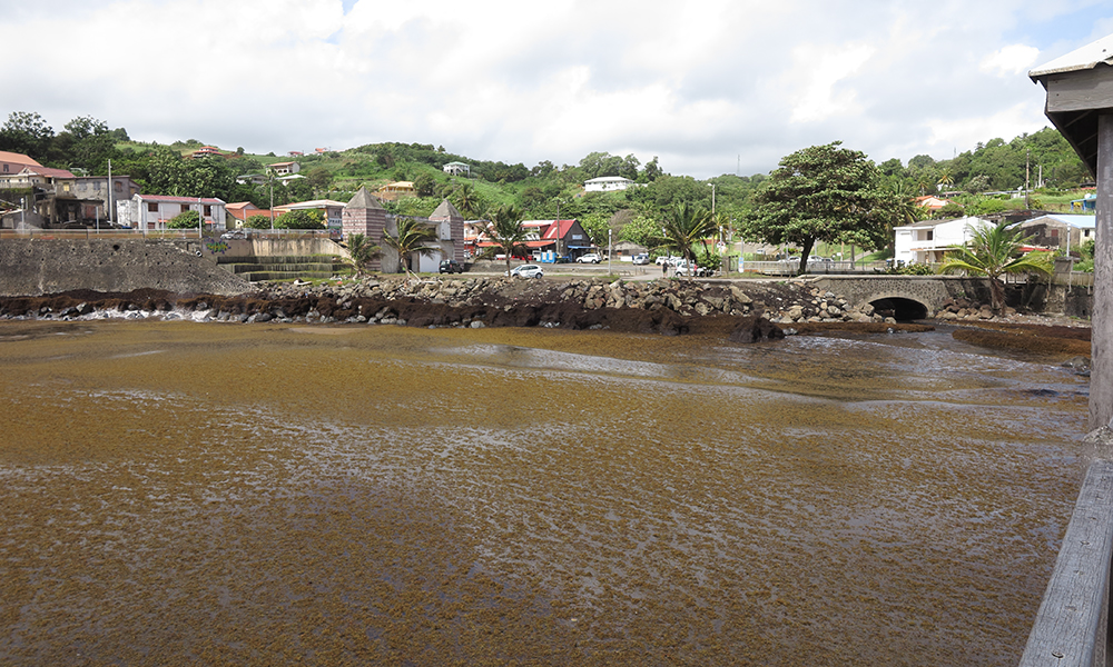 Invasion de sargasses dans le port du Marigot en Martinique