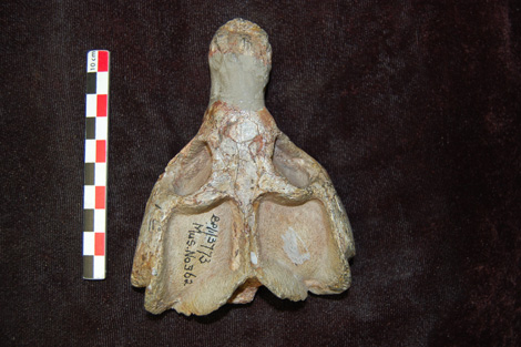 Crâne du thérapside cynodonte Diademodon sp. provenant du Trias Moyen d'Afrique du Sud.