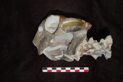 Crâne du thérapside dicynodonte Lystrosaurus murrayi provenant du Trias Inférieur d'Afrique du Sud.