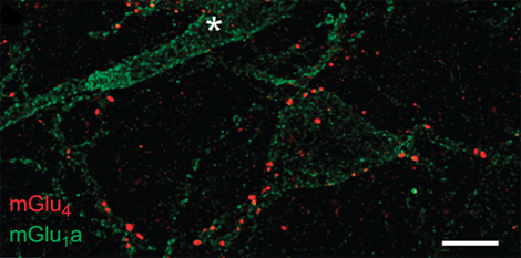 Vue des synapses dans l'amygdale d'une souris, obtenue par microscopie confocale. En rouge les récepteurs mGlu4 et en vert ceux de mGlu1a. La barre blanche en bas à droite correspond à 5 μm.