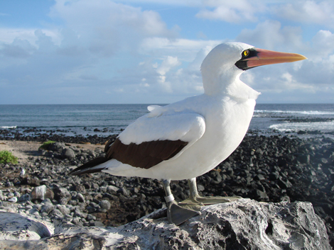 The survival of sea birds affected by ocean cycles