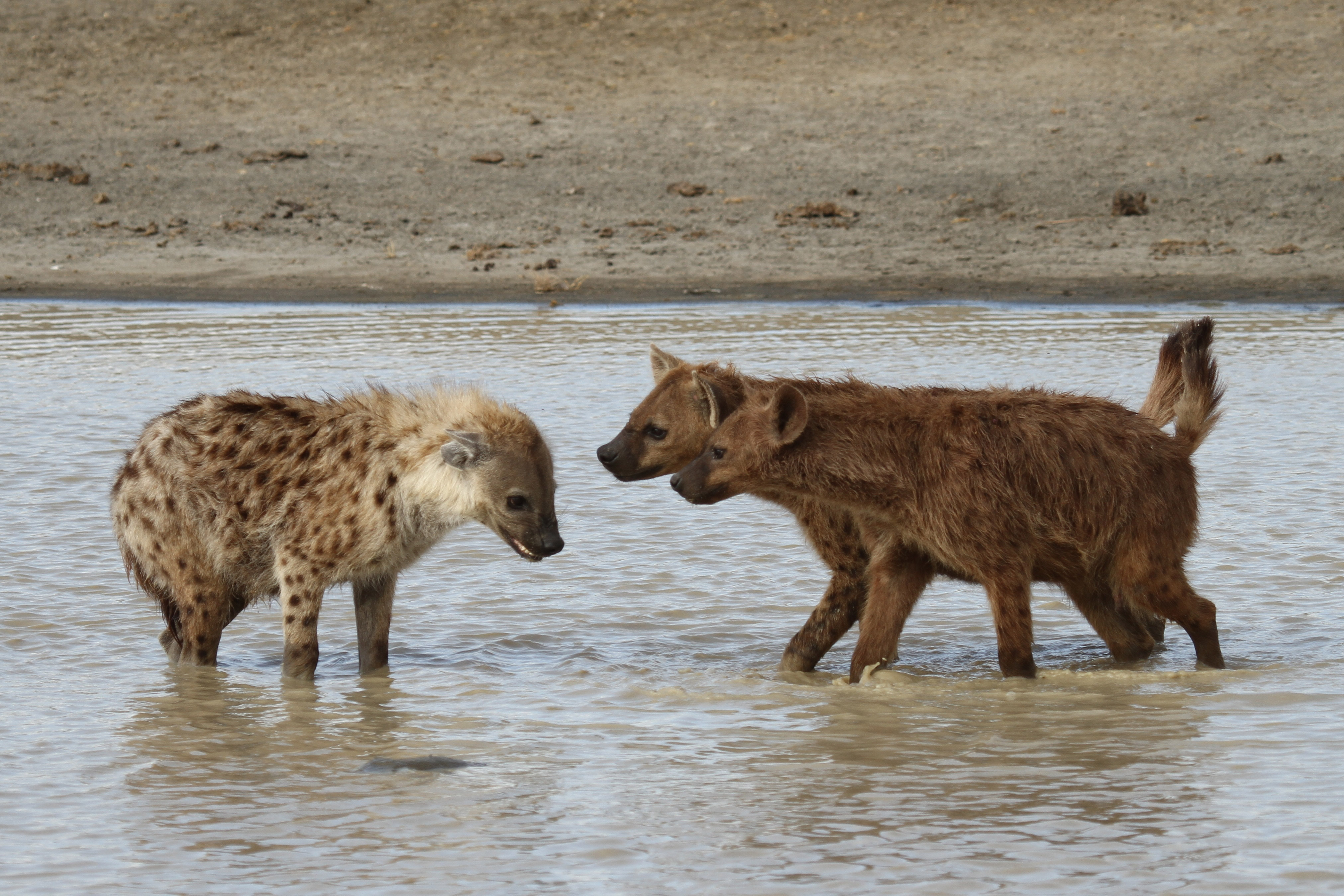 Deux hyènes formant une coalition contre une autre hyène