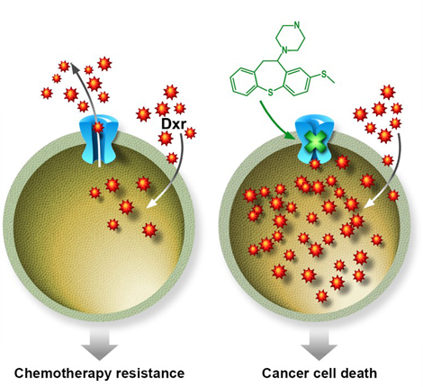 A molecule that can improve the efficiency of chemotherapy