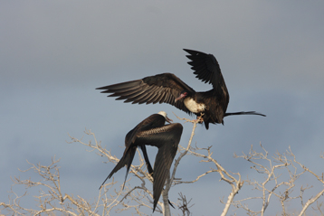 Frigate birds : never touching down