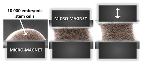 Magnetic cellular "Legos" for the regenerative medicine of the future