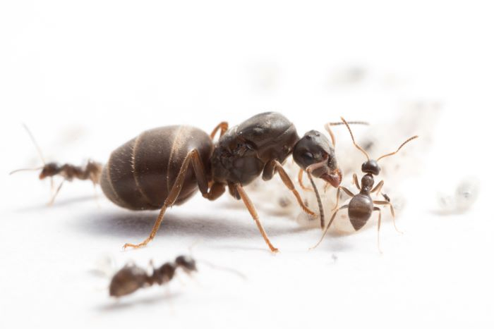 Queen and worker ants of the species Lasius niger, the black garden ant.