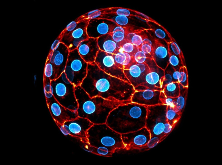 Embryon humain au stade blastocyste prêt à s’implanter