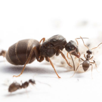 Queen and worker ants of the species Lasius niger, the black garden ant.