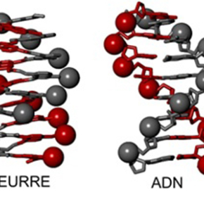 Artificial molecules that mimic DNA