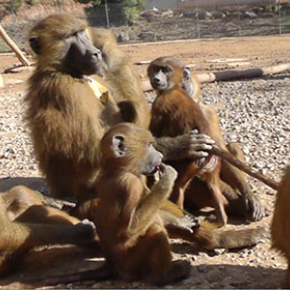 Baboons produce vocalizations comparable to vowels
