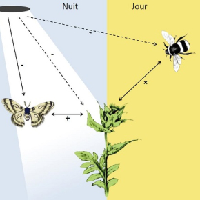 A new threat to pollination : the dark side of artificial light