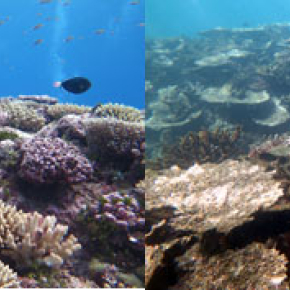 Changement climatique et pratiques locales : double peine pour un récif corallien