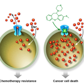 A molecule that can improve the efficiency of chemotherapy