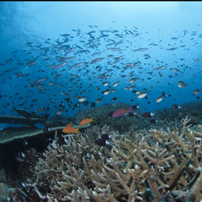 Un nouveau modèle prédit que la Polynésie française sera un refuge climatique pour la survie des récifs coralliens dans le futur