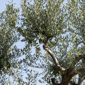 Une meilleure compréhension de la reproduction de l’olivier