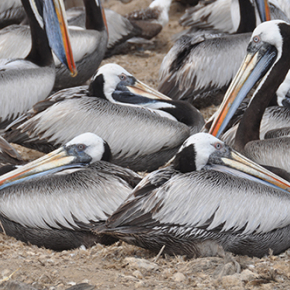 Les oiseaux à guano du Pérou sensibles à l’accessibilité de leurs proies et à la pêche industrielle à l’anchois