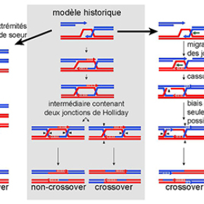 Complexité des échanges entre molécules d’ADN lors de la recombinaison