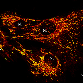 Les mitochondries travaillent dans la cellule à près de 50 °C