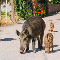 Vignette illustrant cette actualité