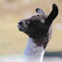 Vignette illustrant cette actualité