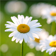 Vignette illustrant cette actualité