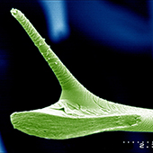 Vignette illustrant cette actualité