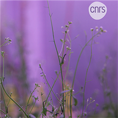 Vignette illustrant cette actualité