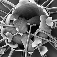 Vignette illustrant cette actualité