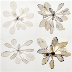 Vignette illustrant cette actualité