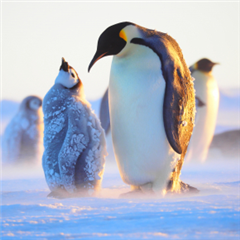 Vignette illustrant cette actualité