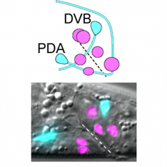 Vignette illustrant cette actualité