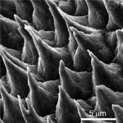 Vignette illustrant cette actualité