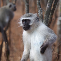 Vignette illustrant cette actualité