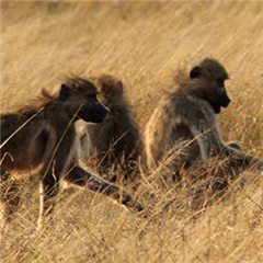 Vignette illustrant cette actualité