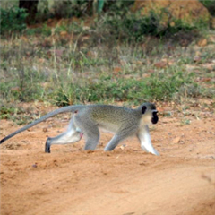 Vignette illustrant cette actualité