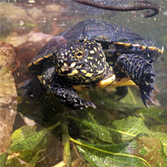 Vignette illustrant cette actualité