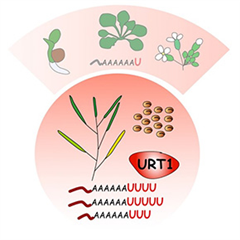 Vignette illustrant cette actualité