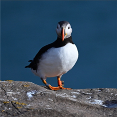 Vignette illustrant cette actualité