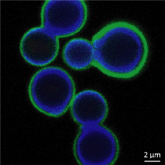 Vignette illustrant cette actualité