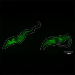 Vignette illustrant cette actualité