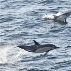 Image illustrant cette actualité