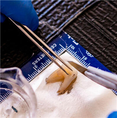 Image illustrant cette actualité