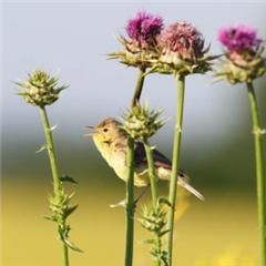 Vignette illustrant cette actualité