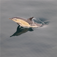 Vignette illustrant cette actualité