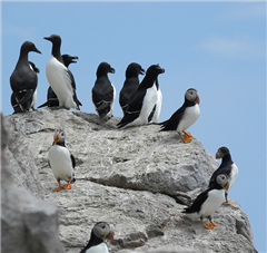 Image illustrant cette actualité