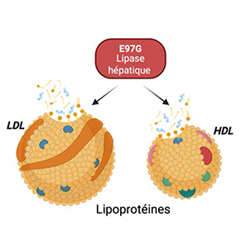 Vignette illustrant cette actualité