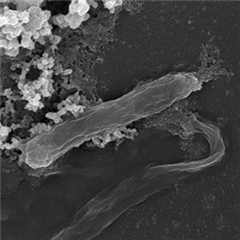 Vignette illustrant cette actualité