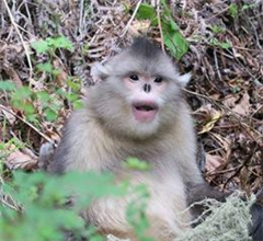 Vignette illustrant cette actualité