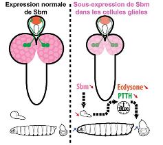 Vignette illustrant cette actualité