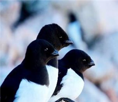 Vignette illustrant cette actualité